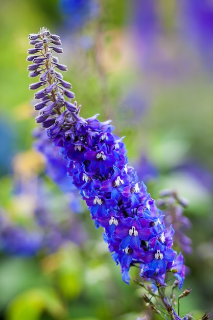 Blühende Gartenpflanze - Ritterspornblume