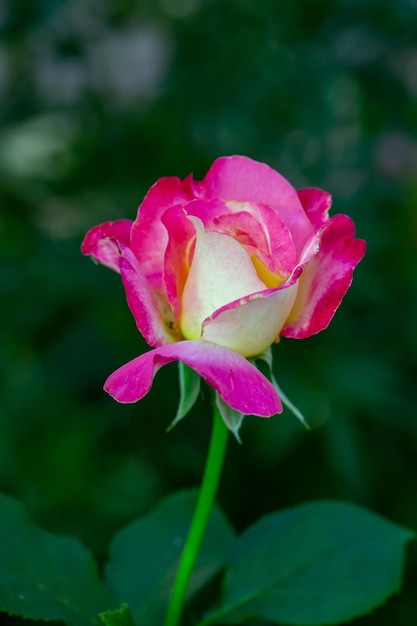 Blühende Gartenrosenblume mit rosa Blütenblättern Makrofotografie an einem sonnigen Sommertag.