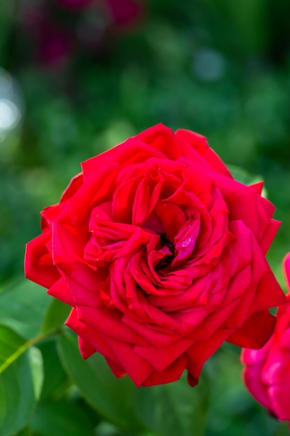 Blühende Gartenrosenblume mit roten Blütenblättern Makrofotografie an einem sonnigen Sommertag.