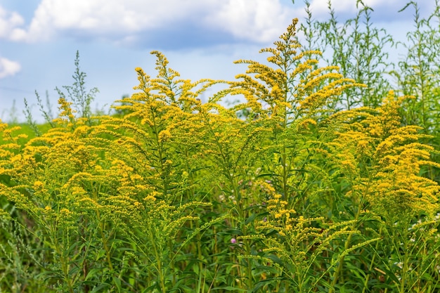 Blühende gelbe Ambrosia-Büsche. Blauer Himmel