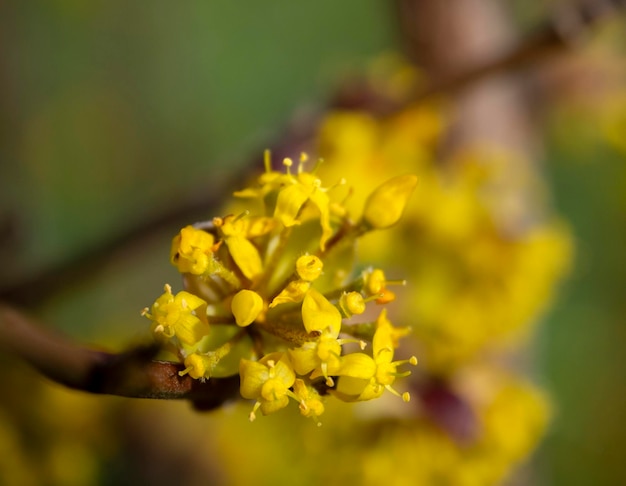 Blühende gelbe Blumen Bush Cornus mas Hartriegel in Griechenland