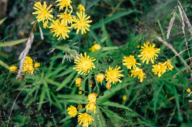 Blühende gelbe Blumen in einem Frühlingsgarten