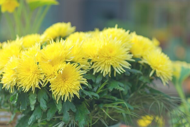 Blühende gelbe Chrysanthemenblumen in einem Garten