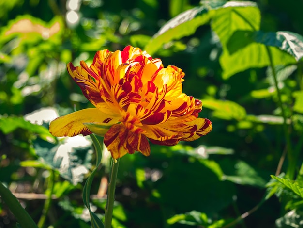 Blühende gelbe Doppeltulpe Allegretto mit zusätzlichen Blütenblättern, Blumenbeet, grüner Grashintergrund, zurückhaltend