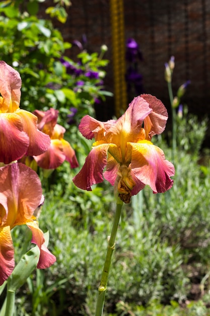 Blühende gelbe Iris im Frühlingsgarten.