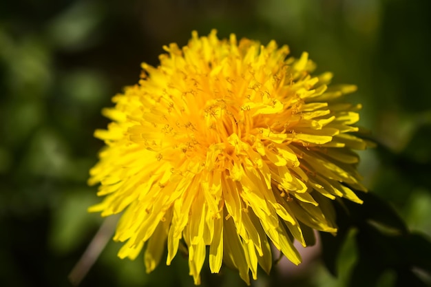 Blühende gelbe Löwenzahnblumen. Taraxacum officinale Pflanzen im Garten. Frühling in der Natur.