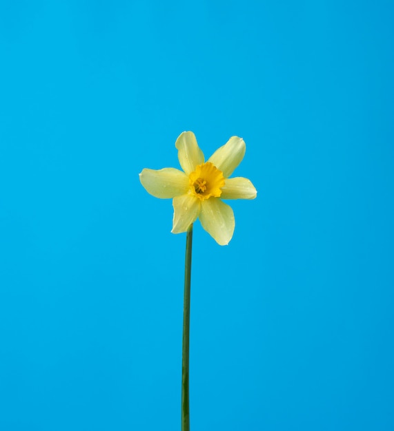 Blühende gelbe Narzissenknospe auf einem blauen Hintergrund, Frühlingsblume