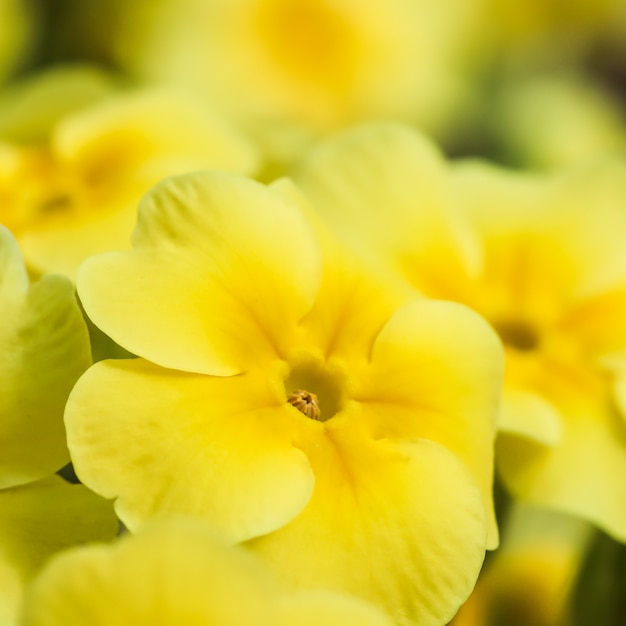 Blühende gelbe Primel im Frühlingsgarten