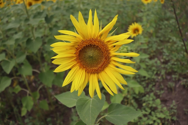 blühende gelbe Sonnenblumen an einem sonnigen Tag