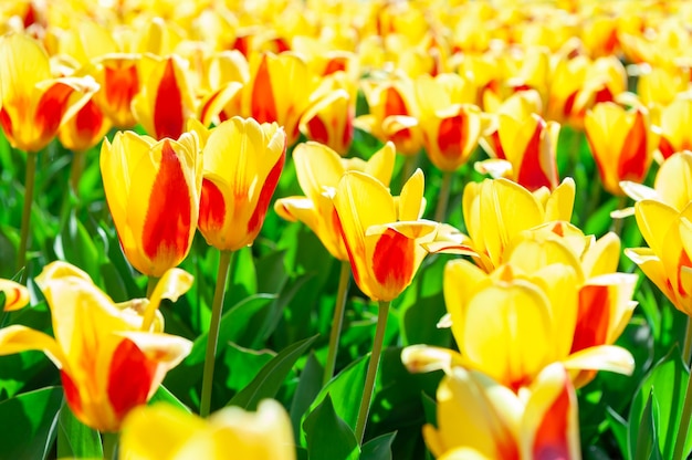 Blühende gelbe Tulpen im Frühjahr. Makrobild, geringe Schärfentiefe