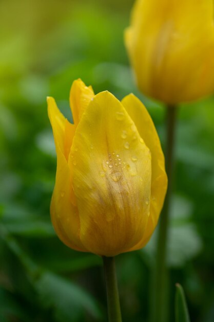 Blühende gelbe Tulpennahaufnahme