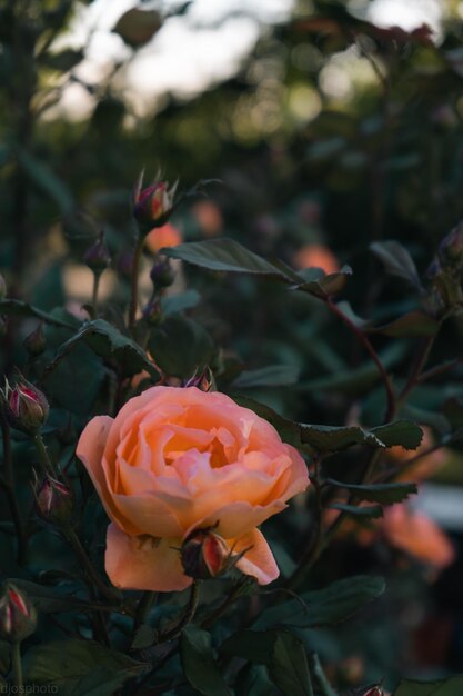 Blühende gelbe und rote Rosen in einem mystischen Garten auf einem mysteriösen märchenhaften Sommerblumenhintergrund Fantastische Natur verträumte Landschaft Toning in zurückhaltenden dunklen Tönen und Schattierungen