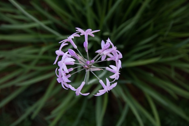 Blühende Gesellschaft Knoblauch.