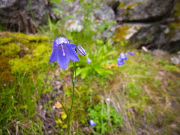 Blühende Glockenblumenglockenblumen im Wald. Norwegen.