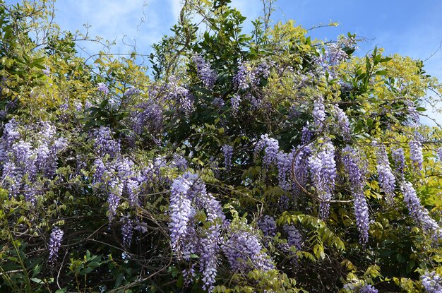 Blühende Glyzinien schöne Blumen im Garten