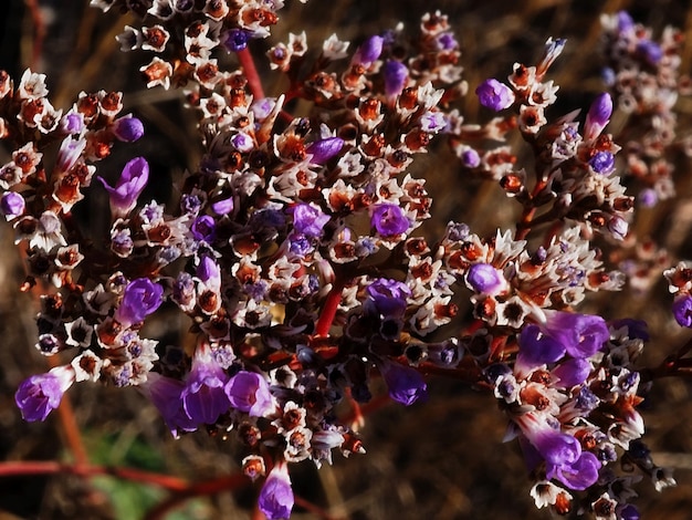 blühende Goniolimon elatum