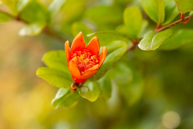 Blühende Granatapfelblume im Garten