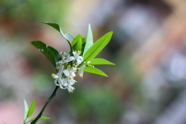 Blühende Grapefruit-Blume auf dem Baum