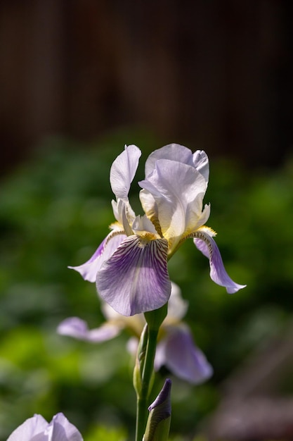 Blühende große Iris mit violetten Blütenblättern an einem sonnigen Sommertag Makrofotografie