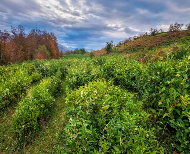 Blühende Grünteefelder vor der Kulisse der Berggipfel.