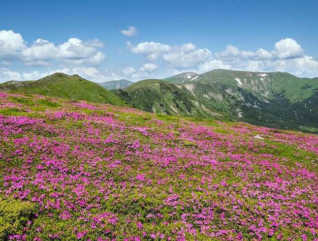 Blühende Hänge Rhododendron-Blüten der Karpaten