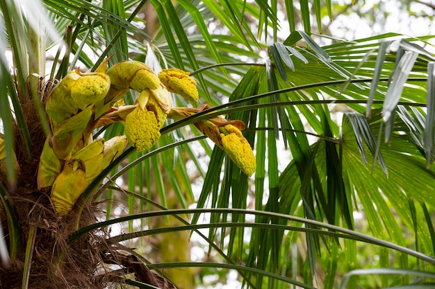 Blühende Hanfpalme Trachycarpus fortunei im Frühjahr im Sommer