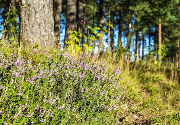 Blühende Heide auf einer Lichtung in einem Kiefernwald