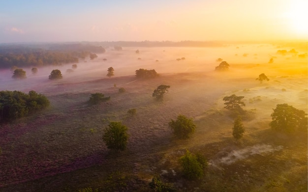 Blühende Heidefelder lila-rosa Heide in Blüte Blühende Wärmer Veluwe Zuiderheide Park