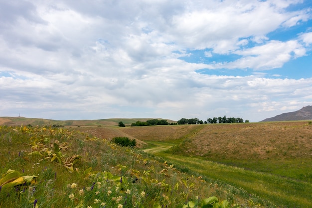 Blühende Heilkräuter vor dem Hintergrund des Hochgebirges