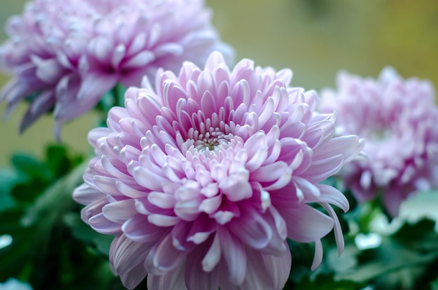 Foto blühende helle chrysanthemen im garten aus nächster nähe