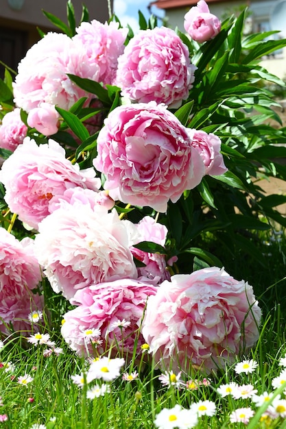 Blühende hellrosa Pfingstrosenblumen im natürlichen saisonalen Blumenhintergrund des Gartens mit Kopienraum