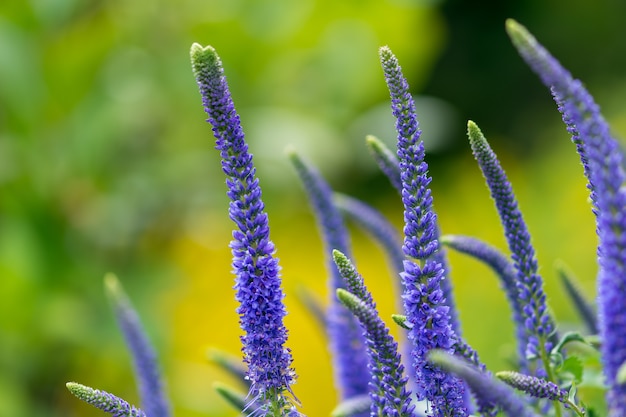 Blühende Ähren von Veronica Spicata Ulster Dwarf Blue flower