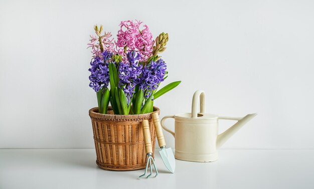 Blühende Hyazinth in einem Blumentopf, eine Bewässerungsdose und Gartenwerkzeuge auf dem weißen Tisch