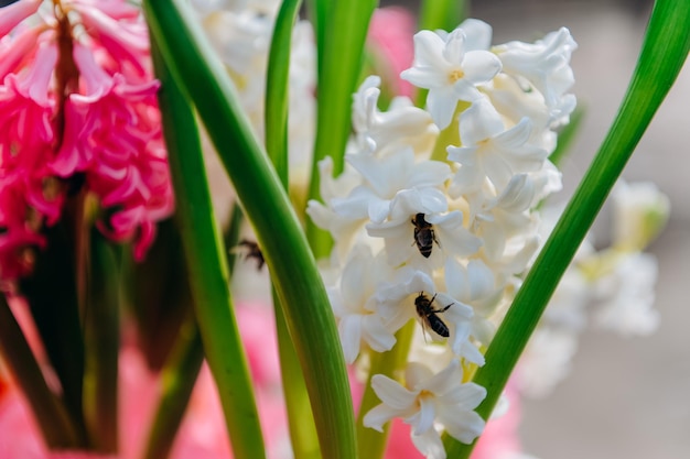 59+ Kleine Hyazinthen Im Garten, Was genau, lesen sie hier.
