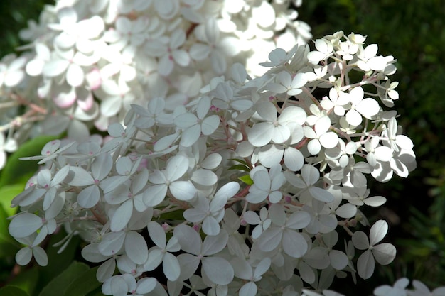 Blühende Hydrangea-Blumen Hydrangea macrophylla Frische Sommerblumen im Garten Blumenkonzept