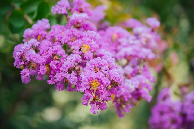 Blühende indische Lagerstremia auf der Straße, auch bekannt als indischer Flieder Gartendekorationen Heller sonniger Tag Üppige rosafarbene Blütenstände