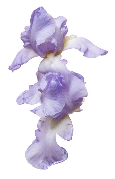 Blühende Irisblume lokalisiert auf weißem Hintergrund. Ostern