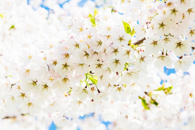 Blühende Japan-Kirschblüte-Blumen. Kirschbaumzweig