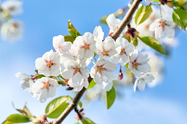 Blühende Japan-Kirschblüte-Blumen. Kirschbaumzweig