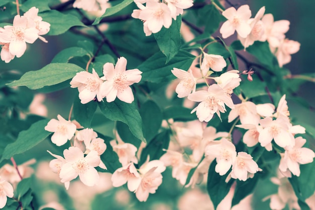 Blühende Jasmin-Blume im Garten Vintage-Farbe