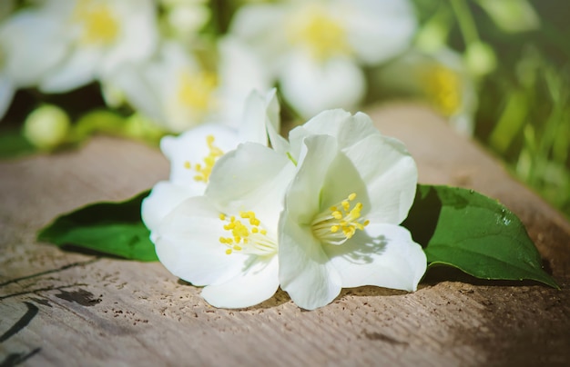 Blühende jasminblüten. selektiver fokus. natur blumen.