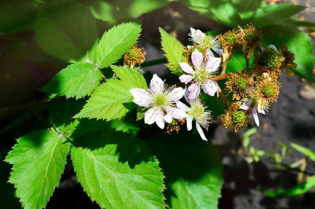 Blühende junge Brombeere auf einem Hintergrund von grünen Blättern