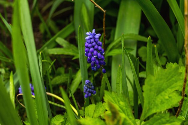Blühende junge Muscari im Garten Frühlingssaison für wachsende Pflanzen Gartenkonzept