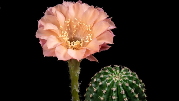 Blühende Kaktus-Blume Echinopsis-hybride alt-rosafarbene Farbe