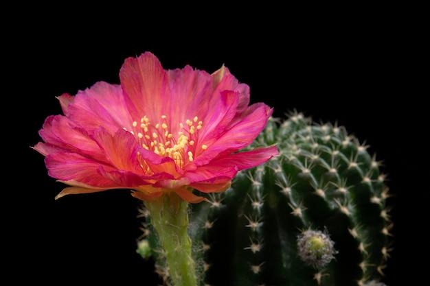 Blühende Kaktus-Blume Lobivia-Hybrid-rote Farbe