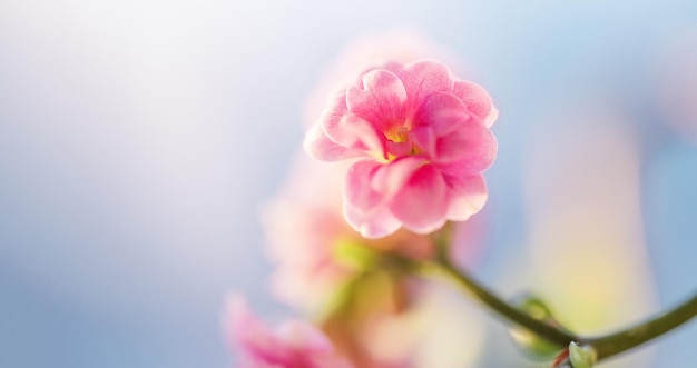 Blühende Kalanchoe-Pflanze mit rosa Blüten ähnlich kleinen Rosen vor blauem Himmel