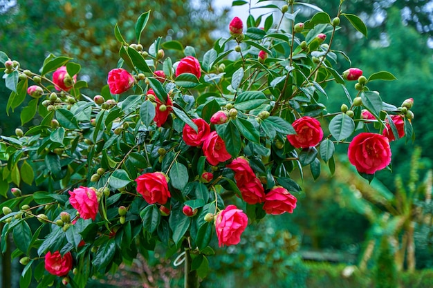 Blühende Kamelienblüten im Stadtpark