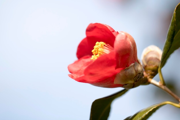 Blühende Kamelienblüten in Korea