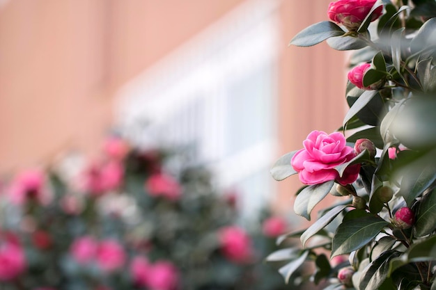 Blühende Kamelienblüten in Korea