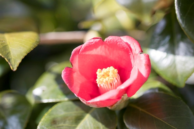 Blühende Kamelienblüten in Korea